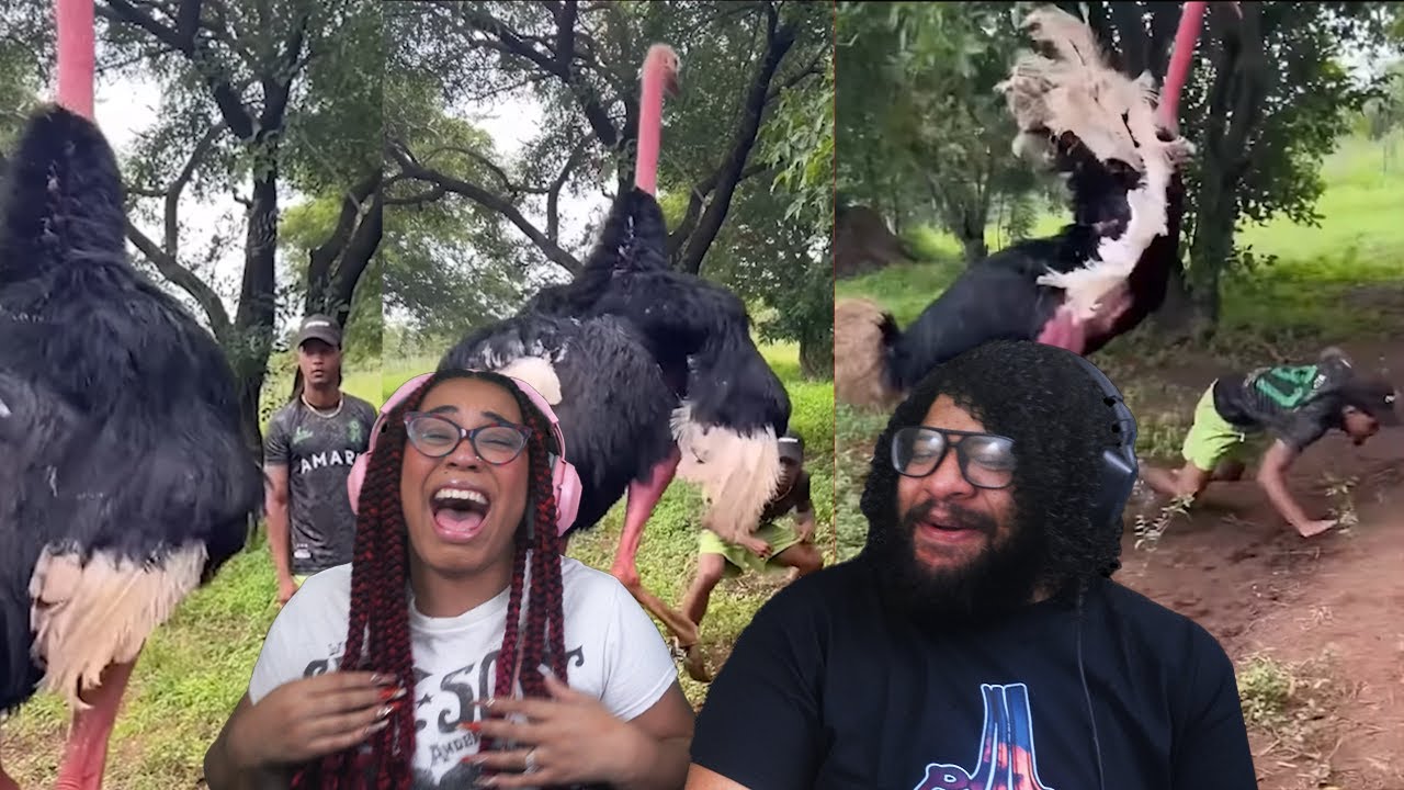 That's A Big Chicken! | Daily Dose Of Internet Reaction