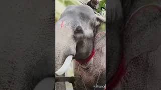 തെച്ചിക്കോട്ട് രാമചന്ദ്രൻ