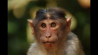 Funny Monkey Videos - A Funny Monkeys Compilation 2021