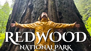 tall trees, short hikes | REDWOOD NATIONAL PARK | NP #13 of 63