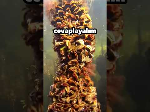 Halatların İçine Ne Koyuluyor?