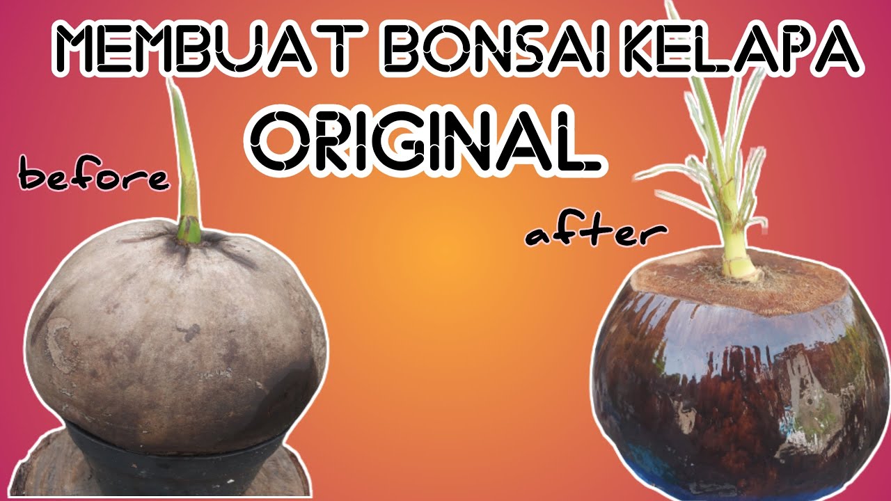 CARA MUDAH MEMBUAT BONSAI KELAPA ORIGINAL PEMULA WAJIB COBA YouTube