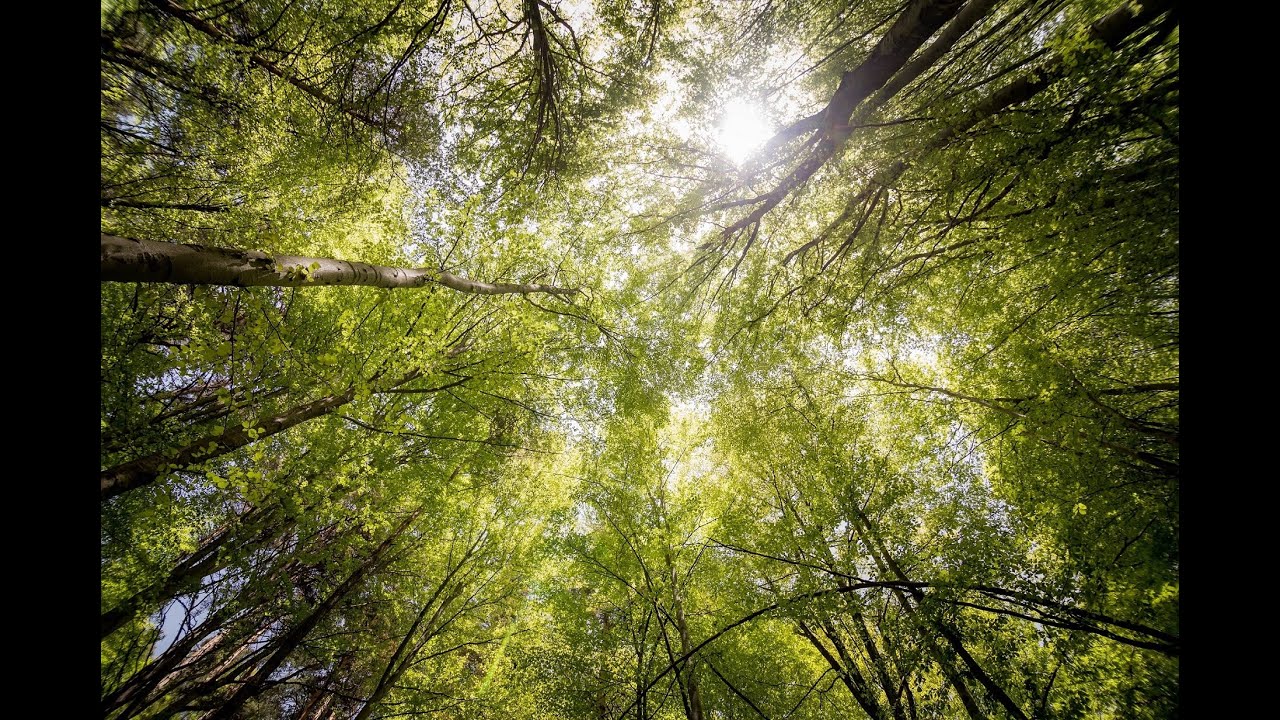 Ambient Nap Time Sounds- Tranquil Trees