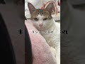 キショいが口癖のネコ