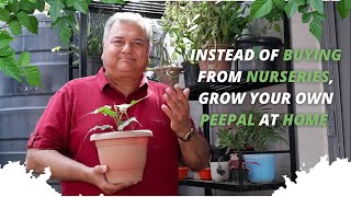 Grow your own Peepal trees at home, instead of buying them from nurseries