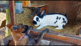 видео: СОДЕРЖАНИЕ КРОЛИКОВ🐇🐇ОБЗОР ХОЗЯЙСТВА🐰🐓🐇🐔🦆🐓 картинка: СОДЕРЖАНИЕ КРОЛИКОВ🐇🐇ОБЗОР ХОЗЯЙСТВА🐰🐓🐇🐔🦆🐓
