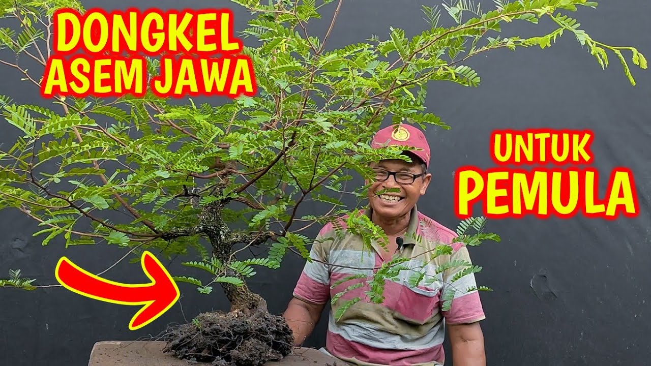 Dongkel Bakalan Bonsai Asem Jawa Untuk Para Pemula