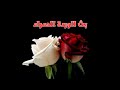 بث الوردة الحمراء بث الوردة الحمراء