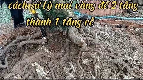Cách sử lý mai vàng đế 2 tầng thành 1 tầng rễ