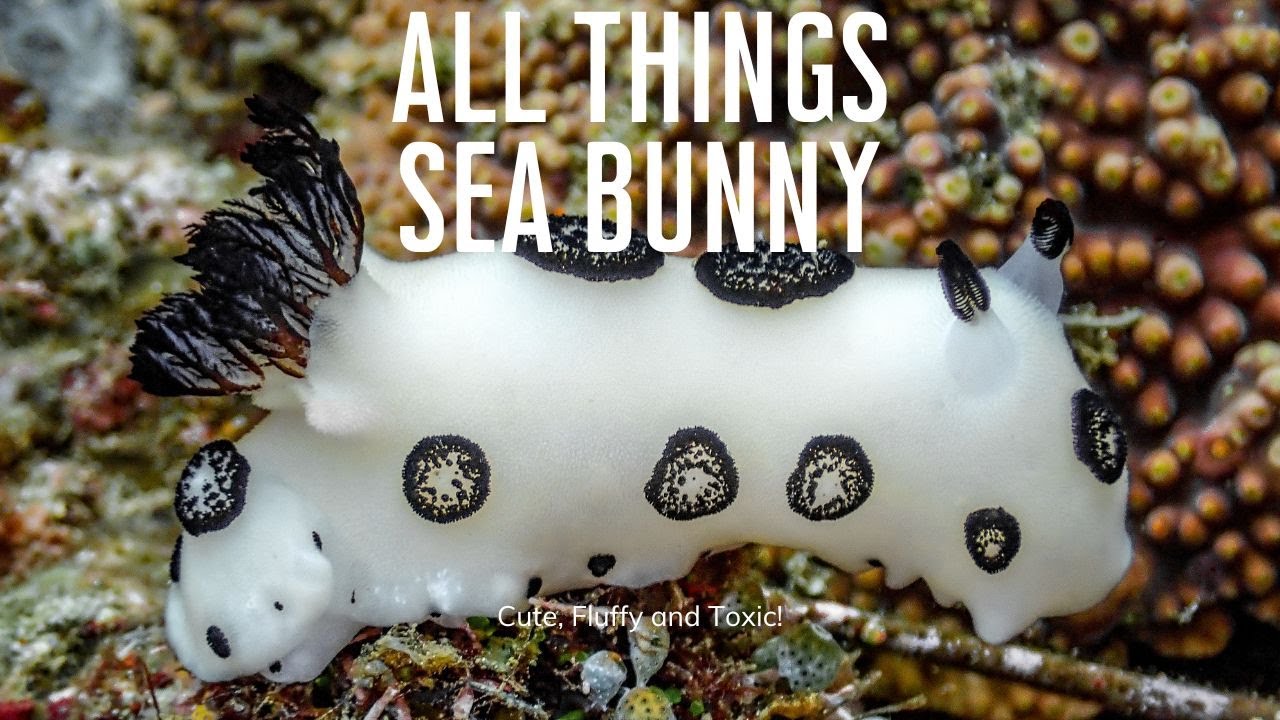 All Things Sea Bunny - The World’s Cutest Nudibranch - YouTube
