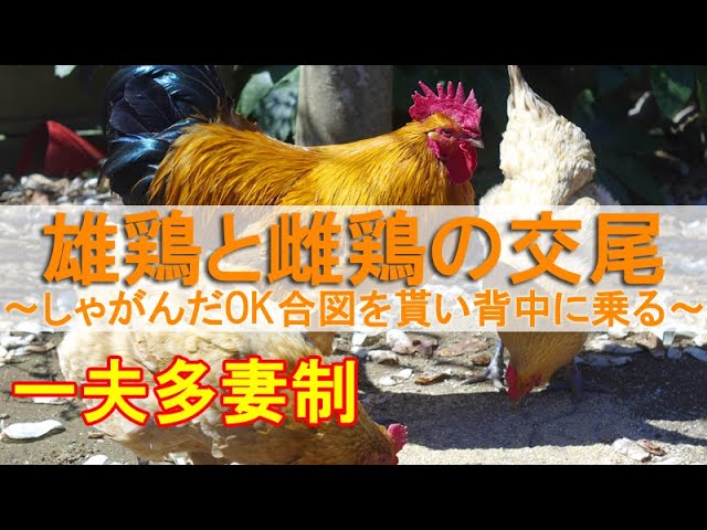 名古屋コーチンの交尾～しゃがんでOKサインを出した雌鶏にボス雄鶏が