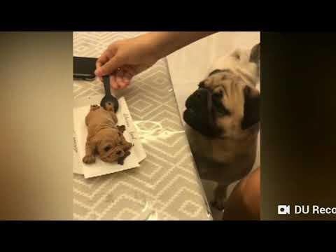 funny-dogs-reaction-to-fake-dog-cake