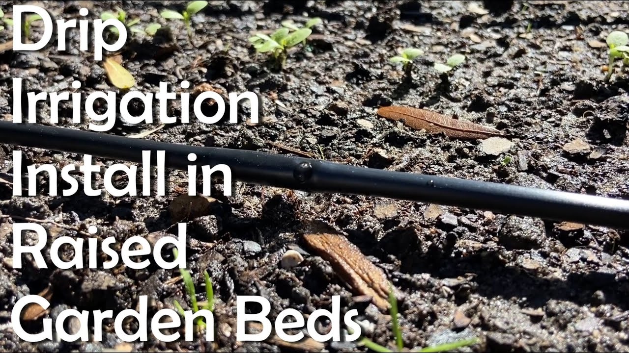 Drip Irrigation in Raised Beds YouTube