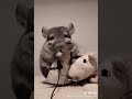 ASMRチンチラの食事中🎶