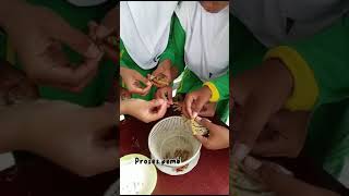 Download Lagu Kripik Bunga Jantung Pisang SMP Negeri 2 Bagan Sinembah MP3