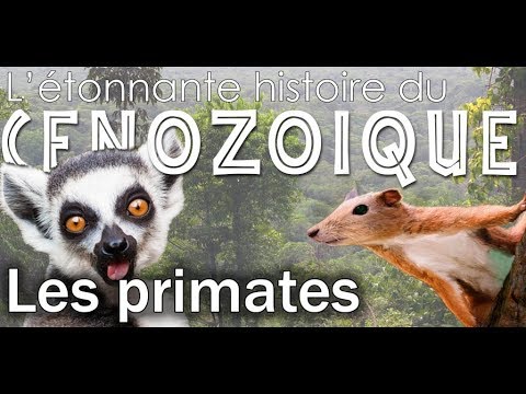 Vidéo: Qu'est-ce qu'une anthropologie des primates ?