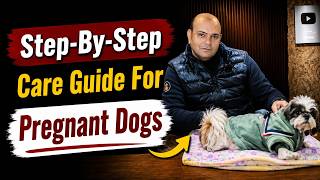 How to Care for Your Pregnant Dog❓ 🐶 Complete Pregnancy Guide By Baadal Bhandaari