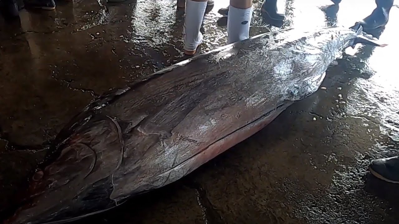 白旗魚紅肉旗魚切割分解 Youtube 白旗魚紅肉旗魚切割分解 Youtube