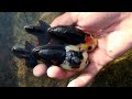 最高品質の金魚 High quality Ranchu Oranda Rayukin goldfish