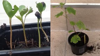 Faire pousser une vigne à partir de pépins de raisin / Growing grape vines from seeds