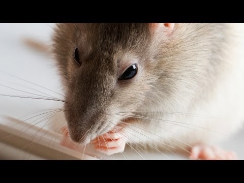 How to Groom a Rat | Pet Rats