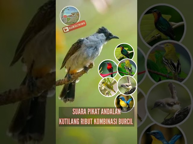 Suara Pikat Kutilang ribut kombinasi burcil | anti zonk ! class=