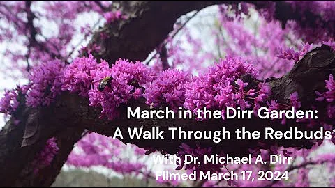 March in the Dirr Garden: A Walk Through the Redbuds