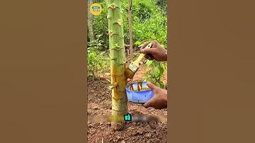 Đóng Cọc Gỗ Vào Thân Cây Đu Đủ Bí Mật Để Cây Lùn Trái Khủng!