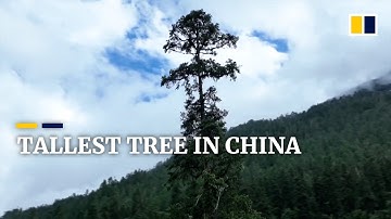 China’s tallest tree found inside a forest in Tibet is as high as a 28-storey building