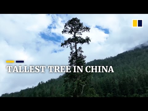 China’s tallest tree found inside a forest in Tibet is as high as a 28-storey building