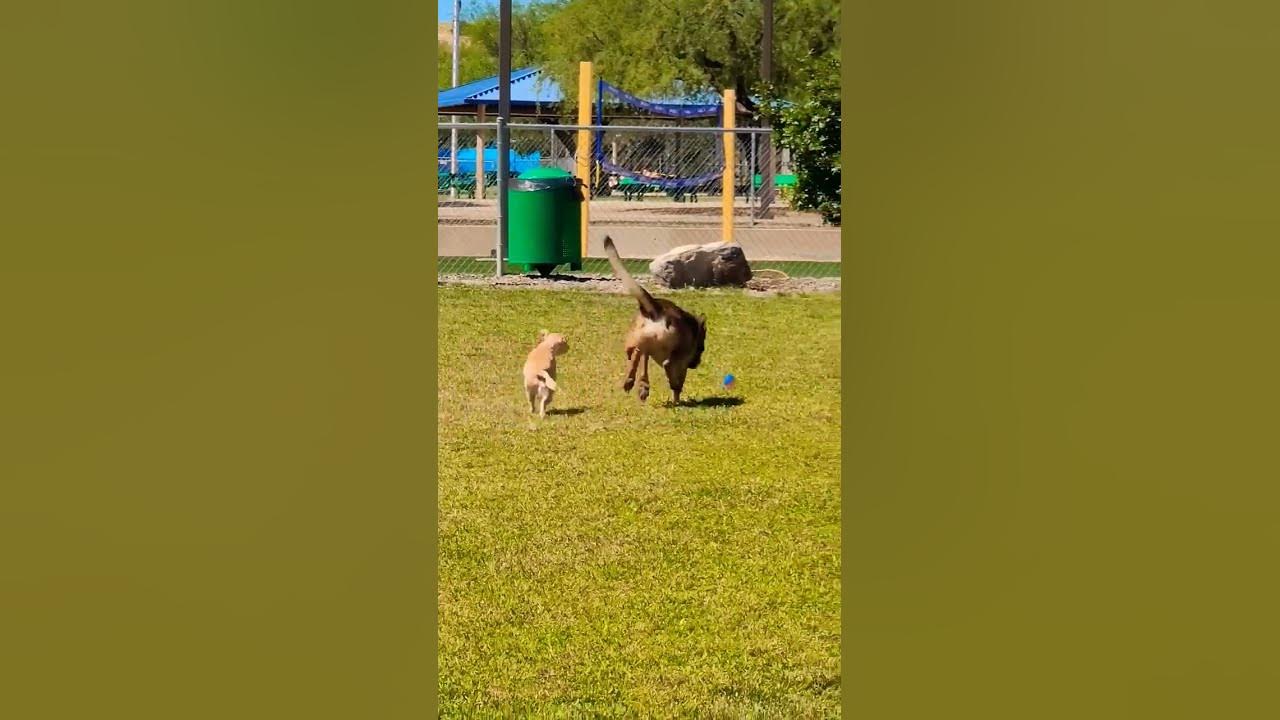 Happy Dogs Playing Fetch - YouTube