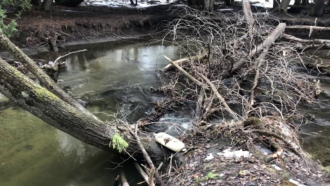 Albion Hills Conservation Area: March 19, 2020