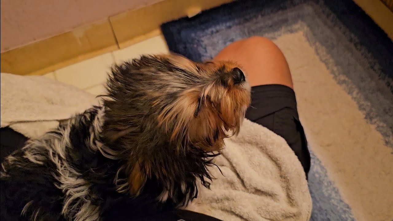 *Noise Warning* Oreo the Yorkie Yorkshire Terrier Enjoying the Nice Cool Breeze of a Hair Blow