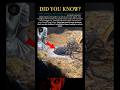 Deadly Risk: The Spider That Leaves Its Own Eyes Behind #darkshorts