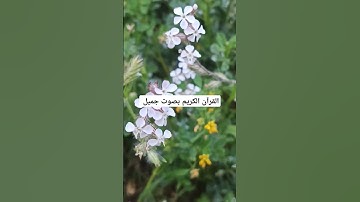 القرآن الكريم بصوت جميل #القران_الكريم #اكسبلور #تيك_توك #المصحف #duet #دويتو