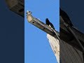 Crooning crow. #short #crow #corvid