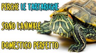 🐢 Le Tartarughe Sono Fantastiche! 5 Fatti che Lo Confermano