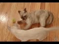 BURMESE KITTENS Play with a Ball Toy! Too Cute!! の動画、YouTube動画。