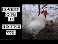 Куры Леггорн и яичные кроссы кур - в чём разница?