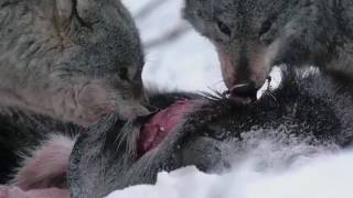 ´Ransacked´, the documentary (trailer), Wealth