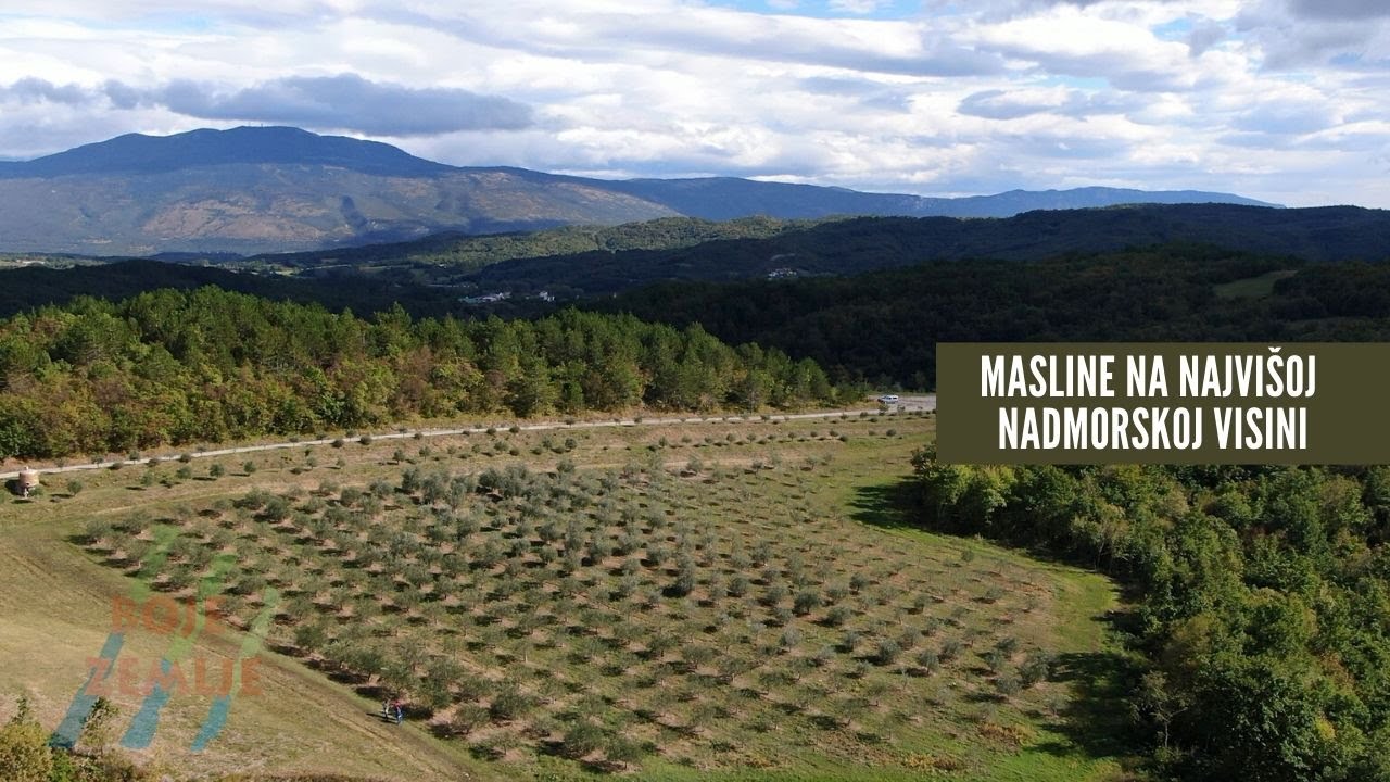 BOJE ZEMLJE Najviše masline u Istri