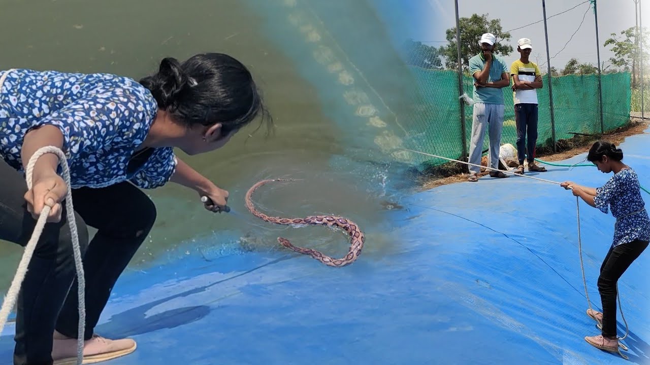 विषारी घोणस साप पडला शेततळ्यात 😳 बघा कसा रेस्क्यु केला #shwetasutarwildliferescuer