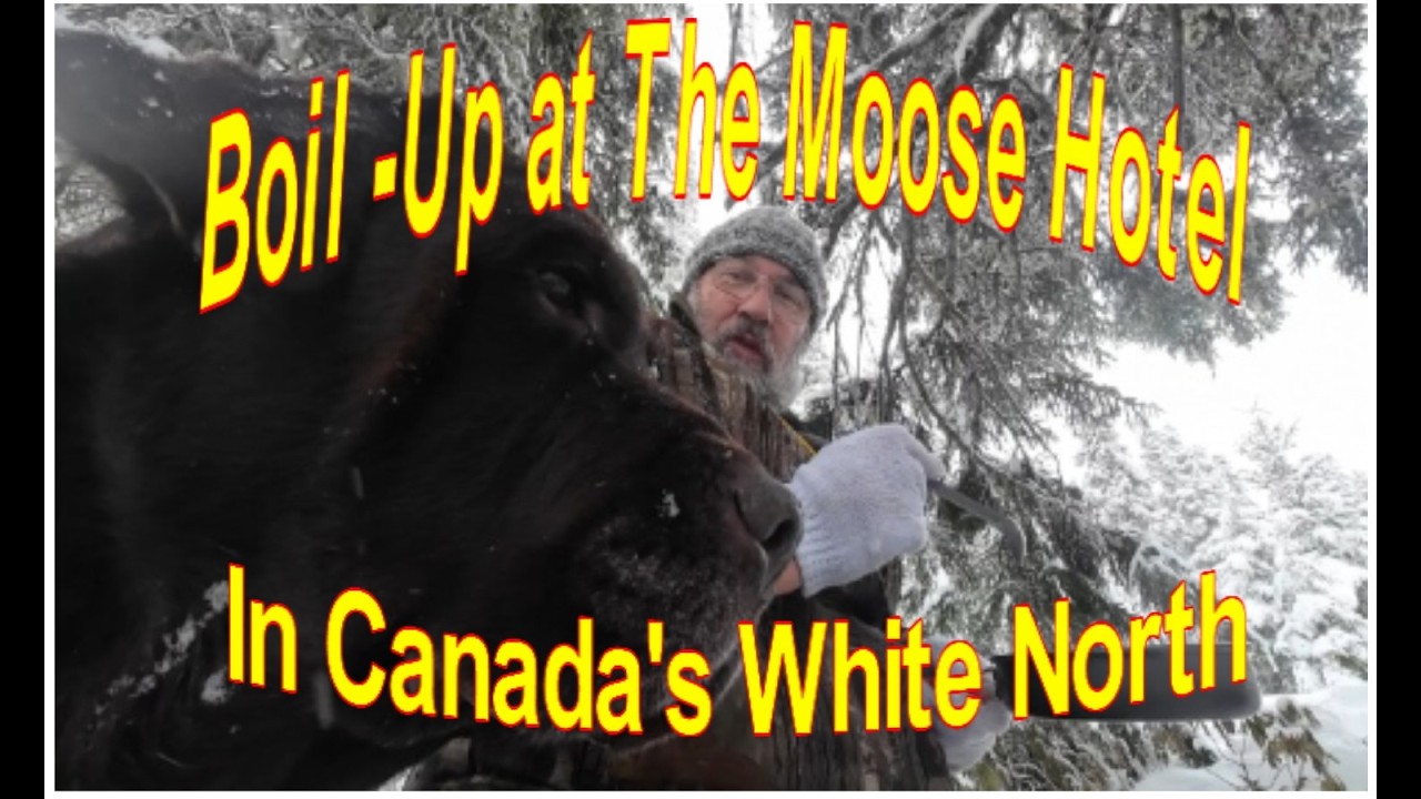 Отдохните в отеле «Лось» на заснеженном севере!