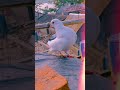 🕊️🇮🇳❤️ whait pigeons || Dekhun kabutar shorts video || #kichukhon #kabutar #shorts #video #2022
