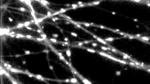 Mitochondrial Motion