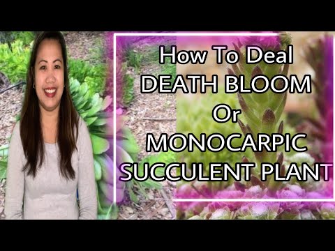 Video: Informacion succulent monocarpic - Çfarë janë succulents monocarpic