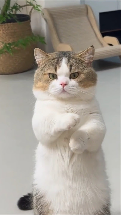 🛑Ini Parah Nie. #shortsyoutube #shortvideo #tarandingshort #videoviral #videoshort #cat #funny