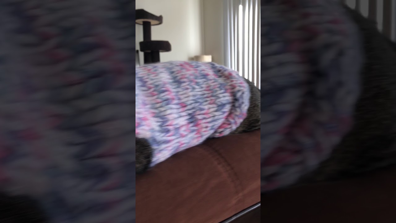 Cat in ugly sweater 