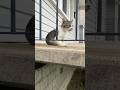 Chicago Hood Cat #subscribe #viralshort #trending #cat #cuteanimal #trendingshorts #nature #pets