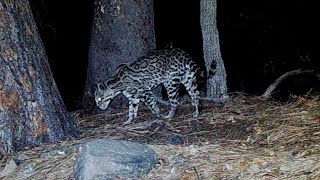 'RARE & ENDANGERED' (Ocelot) on my trail cameras. Southern Arizona!  July 2023